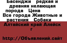 Басенджи - редкая и древняя нелающая порода › Цена ­ 50 000 - Все города Животные и растения » Собаки   . Алтайский край,Алейск г.